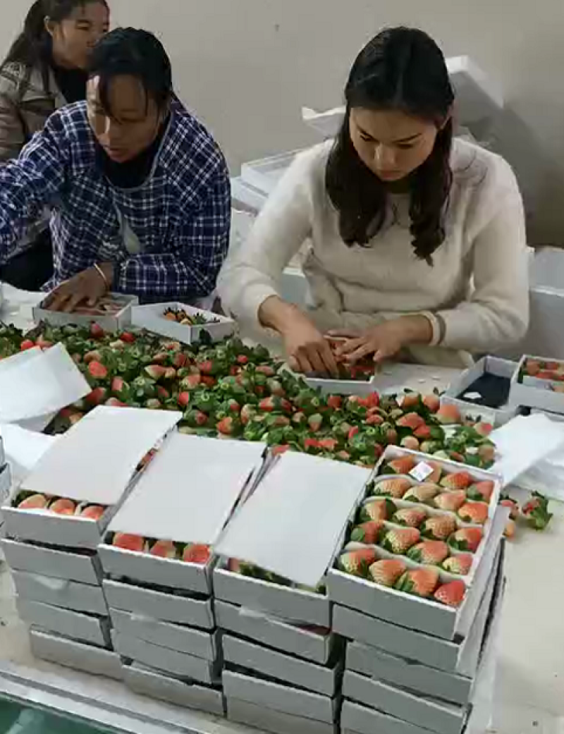烘焙草莓四季草莓巧克力草莓冬草莓夏草莓甜查理章姬草莓黔莓