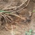 野生牛大力现货包邮出售中