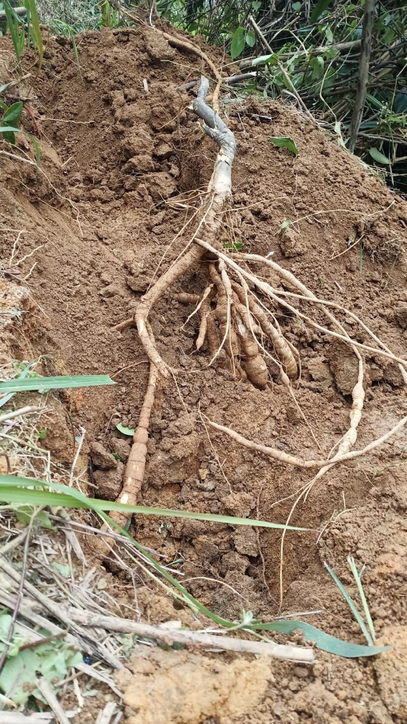 野生牛大力现货包邮出售中