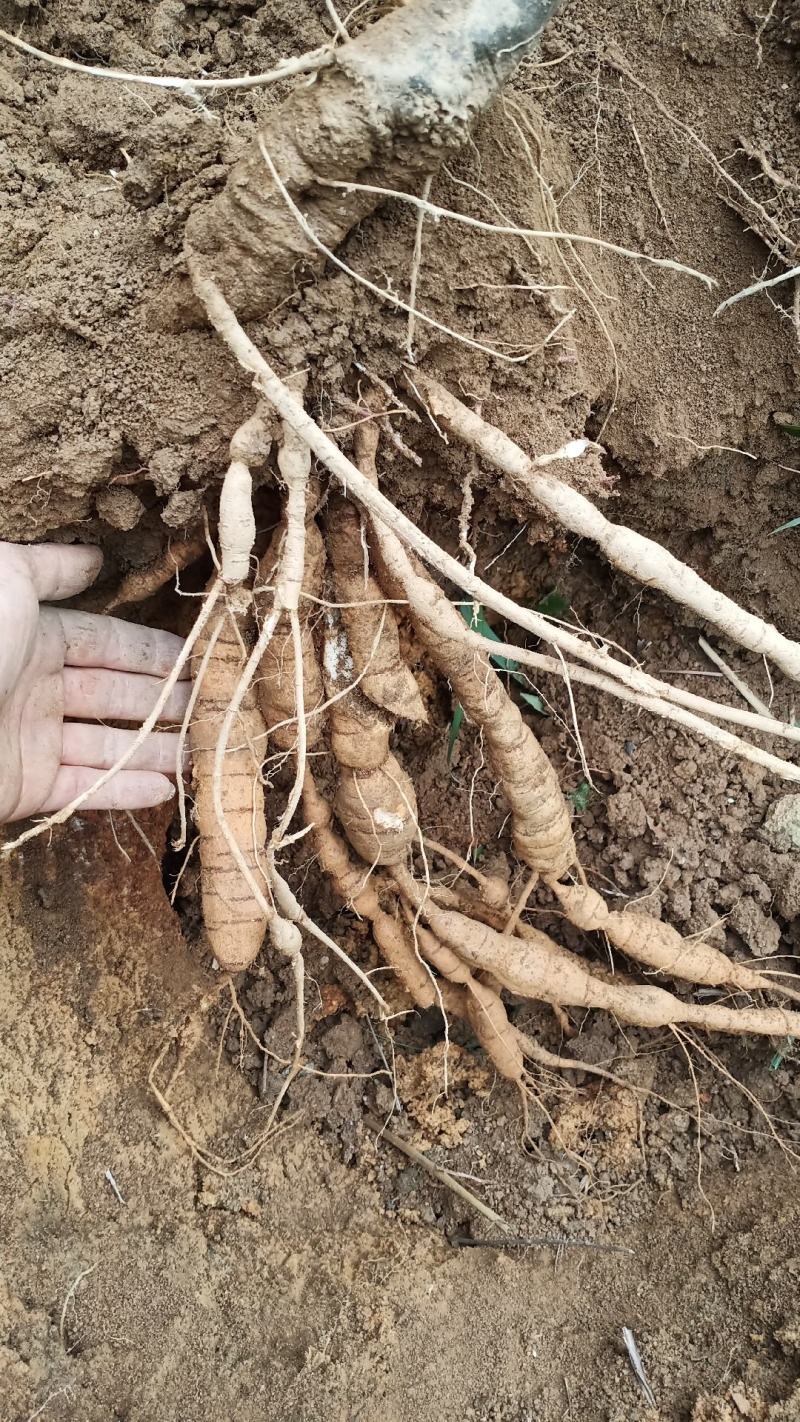 野生牛大力现货包邮出售中