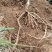 野生牛大力现货包邮出售中