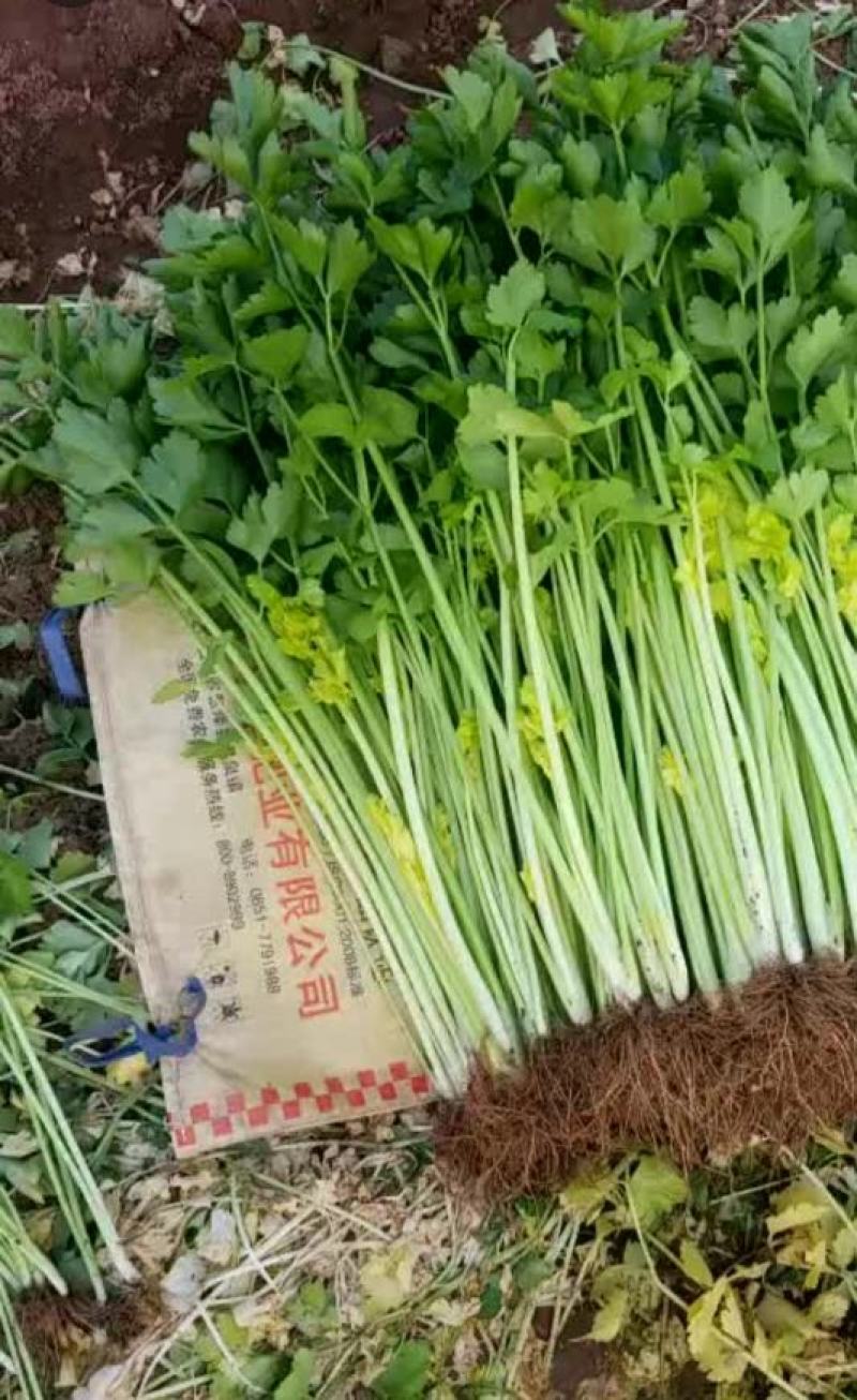 芹菜，产地直供要的老板联系