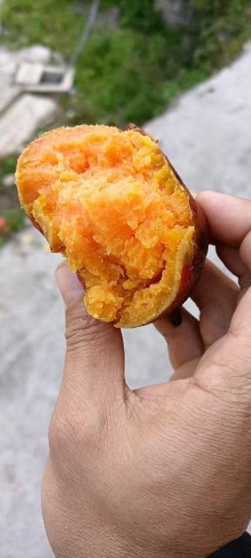 灌阳高山小红薯（西瓜红）