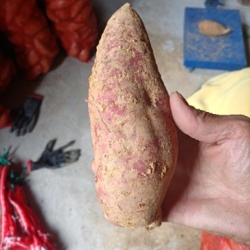 灌阳高山小红薯（西瓜红）