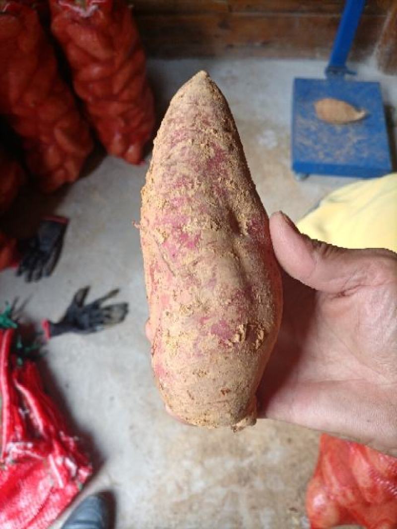 灌阳高山小红薯（西瓜红）