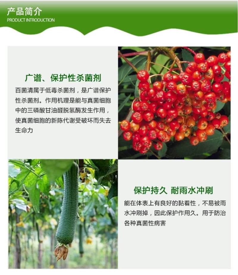75%百菌清杀菌剂白粉病霜霉病叶斑病叶锈病花卉植物果树通
