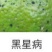 75%百菌清杀菌剂白粉病霜霉病叶斑病叶锈病花卉植物果树通