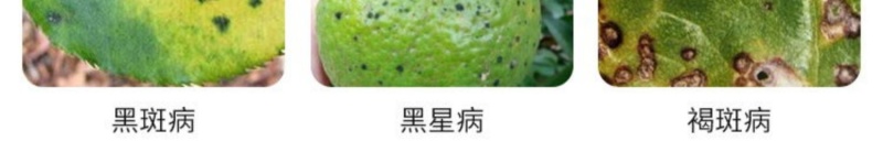 75%百菌清杀菌剂白粉病霜霉病叶斑病叶锈病花卉植物果树通
