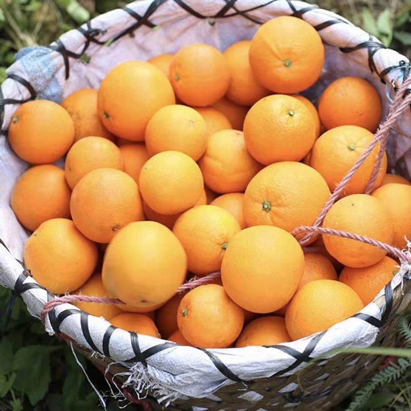 冰糖橙产地橙子柑橘看货采摘保质保量欢迎订购