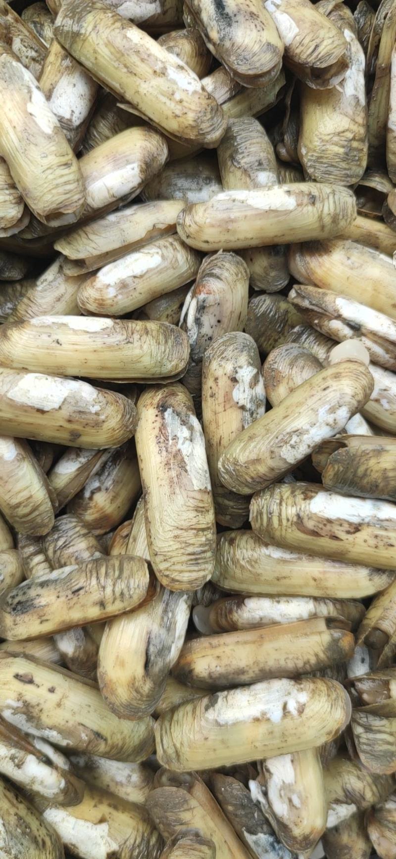 海蛏电商直供全国发货包活