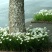 葱兰葱兰花苗风雨兰大花萱草韭菜兰葱兰苗红花草