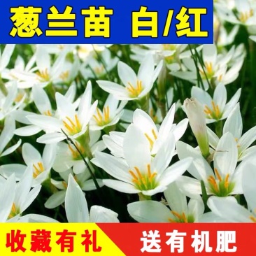 葱兰葱兰花苗风雨兰大花萱草韭菜兰葱兰苗红花草