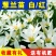 葱兰葱兰花苗风雨兰大花萱草韭菜兰葱兰苗红花草