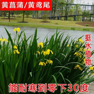 黄菖蒲苗水生植物耐寒挺水草鱼塘池塘绿化水生黄娃娃鸢尾花苗