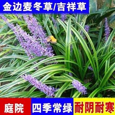 金边麦冬草阔叶苗耐阴耐寒四季常青庭院盆栽植物常绿玉龙草