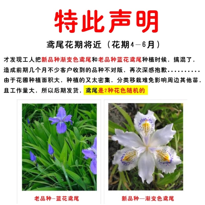 庭院绿化苗鸢尾苗蝴蝶兰苗蓝花鸢尾苗盆栽地栽花卉植物绿植