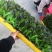 青香红剑莴笋苗（莴苣苗）本公司常年供应苗