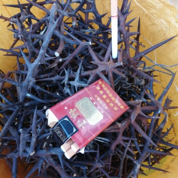 大皂角刺保质保量欢迎订购