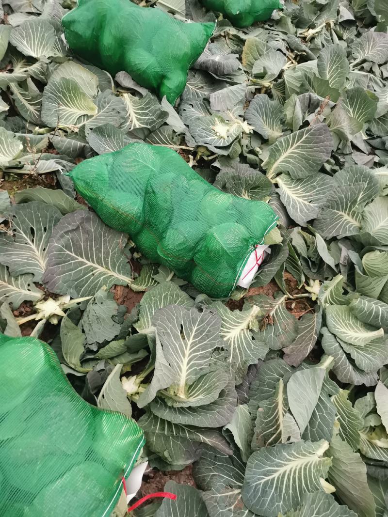 奥奇娜扁包，颜色品相好。大量出售。欢迎咨询