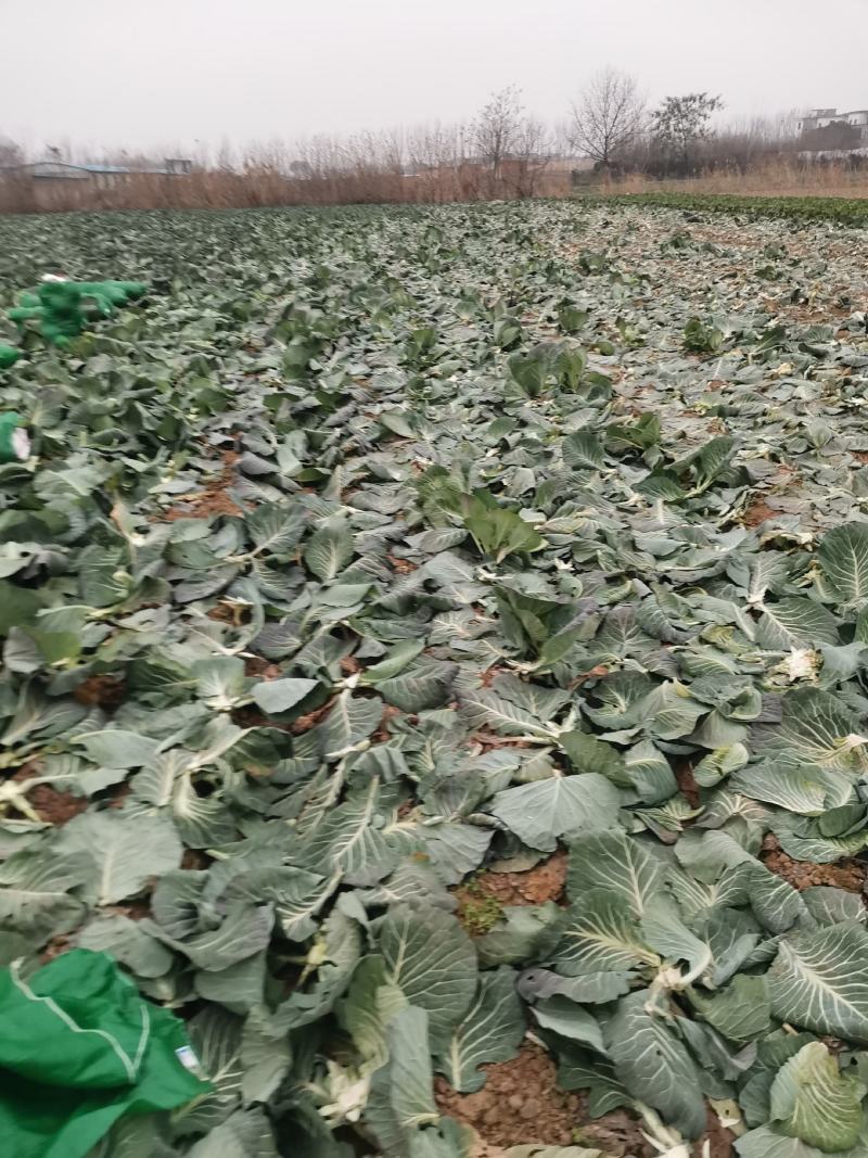 奥奇娜扁包，颜色品相好。大量出售。欢迎咨询