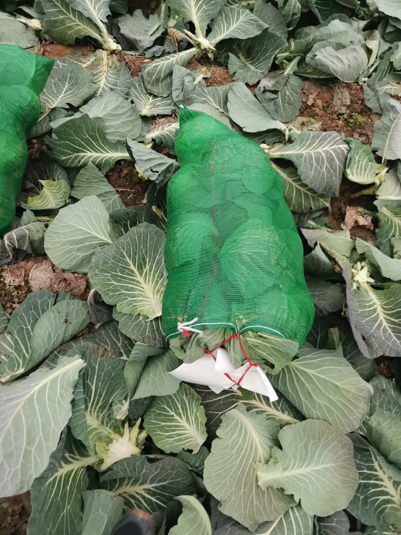 奥奇娜扁包，颜色品相好。大量出售。欢迎咨询