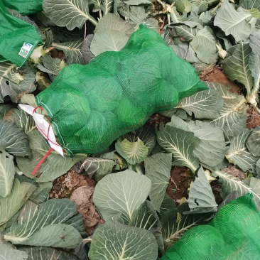 奥奇娜扁包，颜色品相好。大量出售。欢迎咨询
