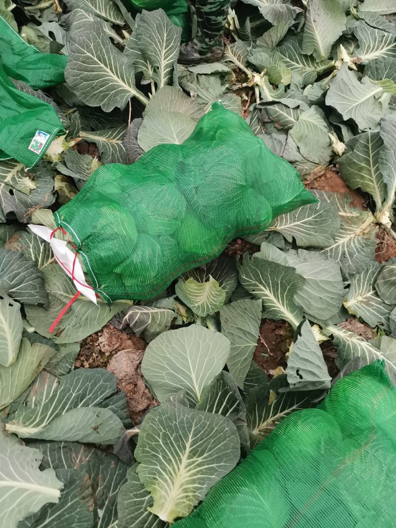 奥奇娜扁包，颜色品相好。大量出售。欢迎咨询