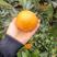 （推荐）四川资阳脐橙大量上市中，味道甜，欢迎老板前来购买