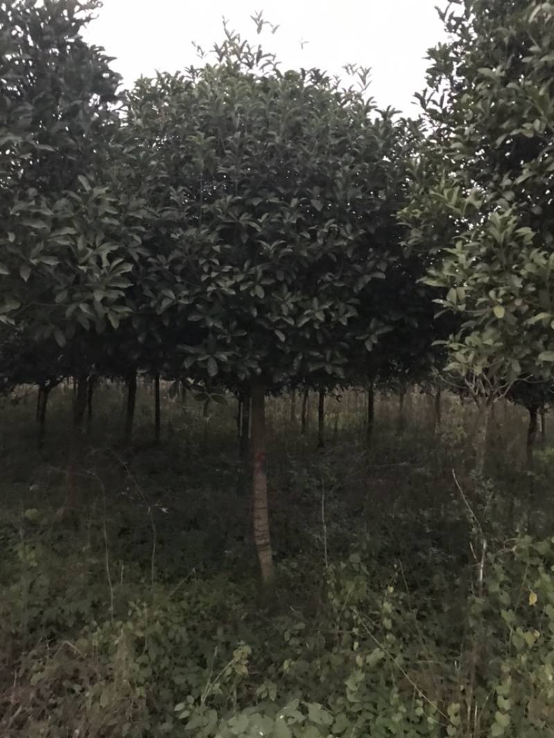 批发高杆桂花自然型八月桂8cm-15cm各规格