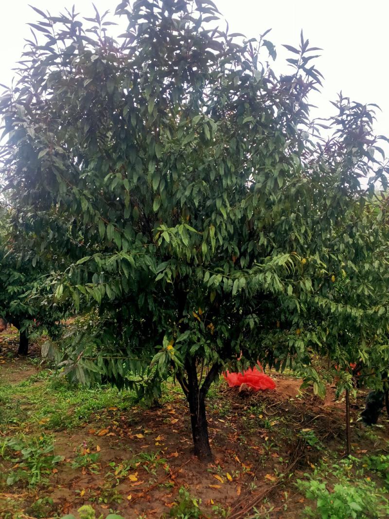 出售定植红叶碧桃，产地直供，支持线上交易，