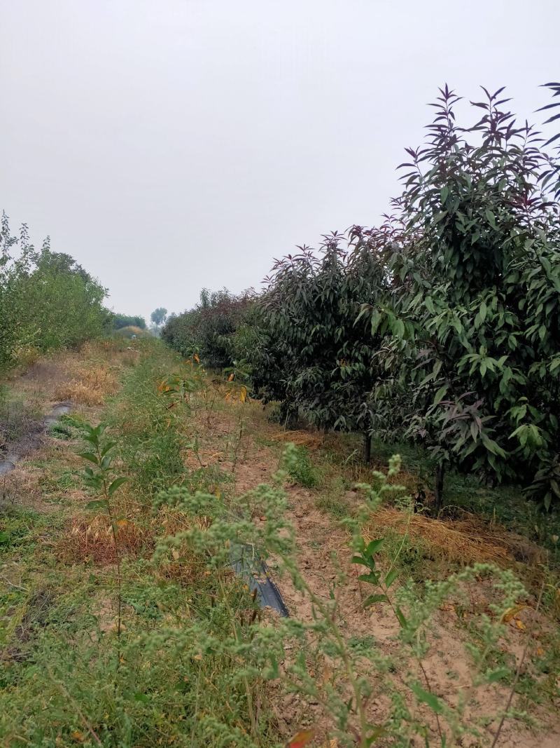 出售定植红叶碧桃，产地直供，支持线上交易，