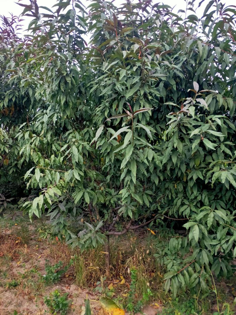 出售定植红叶碧桃，产地直供，支持线上交易，