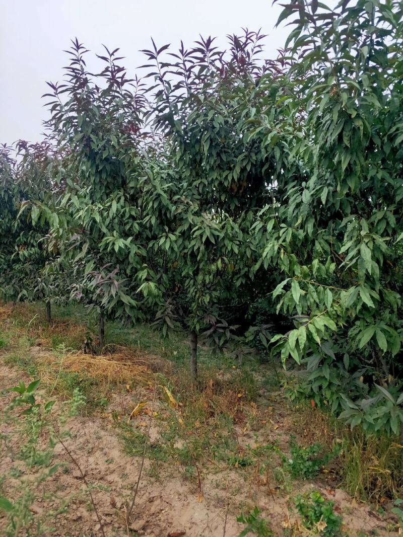 出售定植红叶碧桃，产地直供，支持线上交易，
