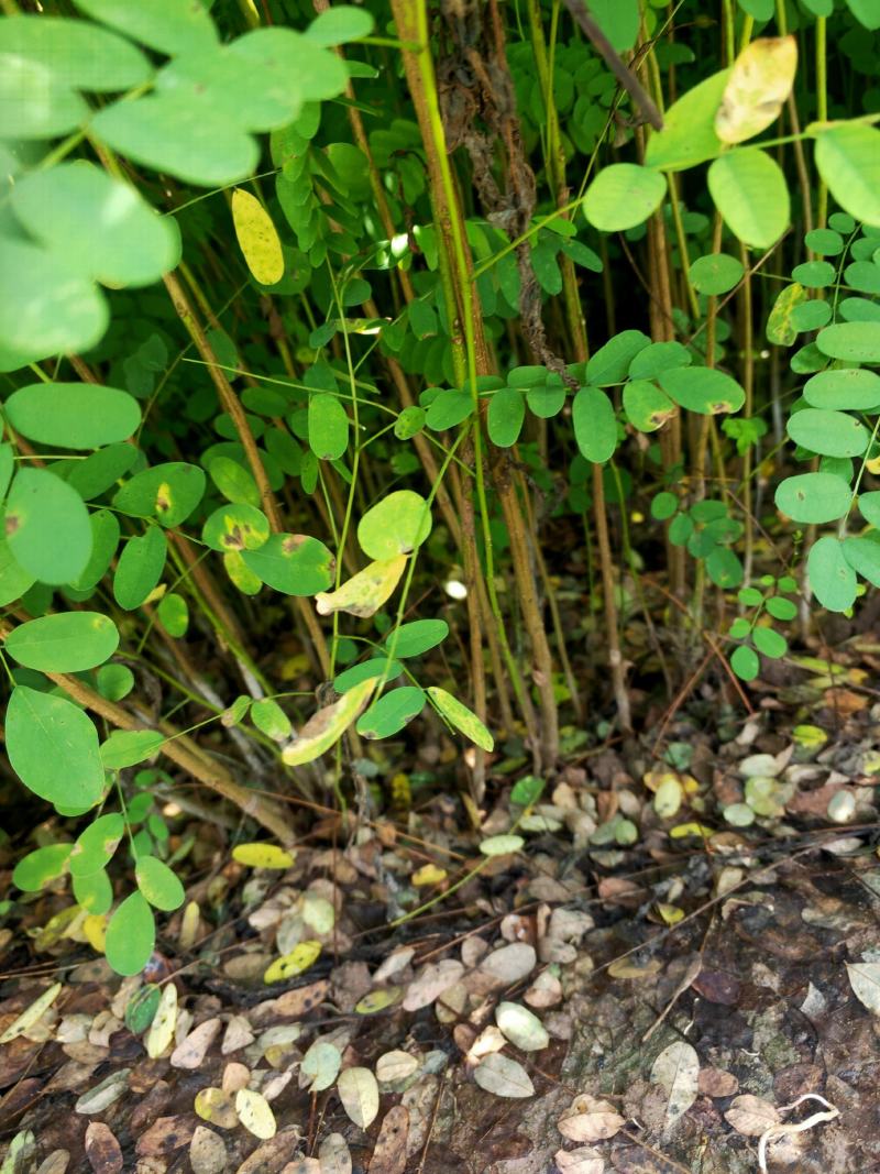 出售大田紫穗槐，裸根苗，粗度0.3-0.8公分左右