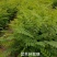 出售大田紫穗槐，裸根苗，粗度0.3-0.8公分左右