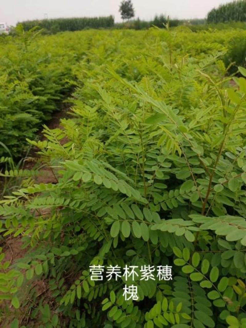 出售大田紫穗槐，裸根苗，粗度0.3-0.8公分左右