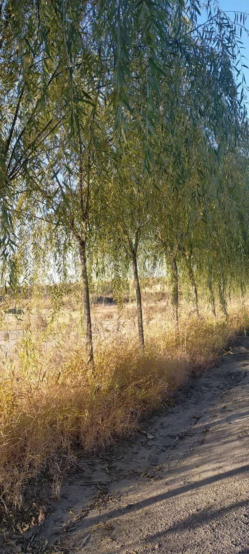出售定植二次发帽垂柳，旱柳，规格全，冠副大基地直供。