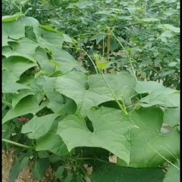 龙须菜/佛手瓜藤尖鲜嫩爽口新鲜蔬菜