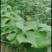 龙须菜/佛手瓜藤尖鲜嫩爽口新鲜蔬菜