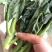 精品菜心，芥兰基地直销，质量保障，价格美丽。