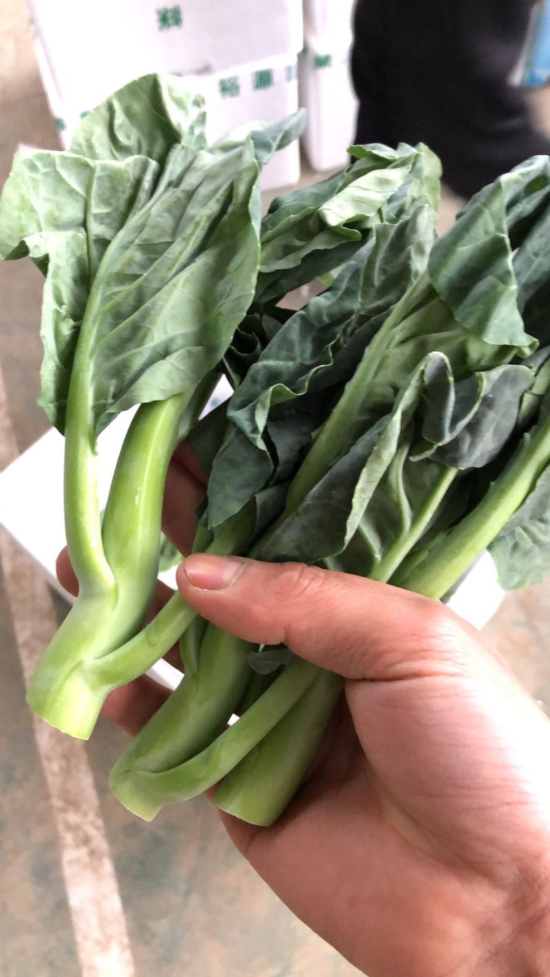 精品菜心，芥兰基地直销，质量保障，价格美丽。