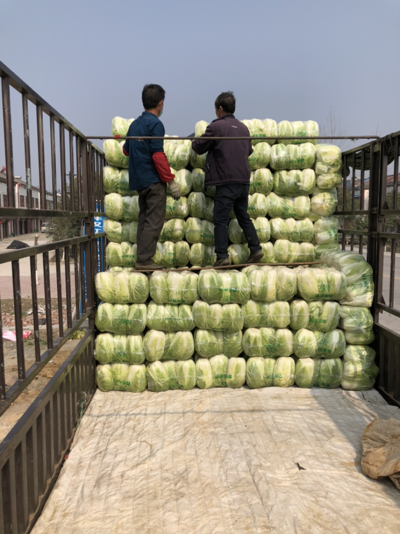 湖北沙洋白菜精品黄心白菜产地直发量大价优欢迎选购