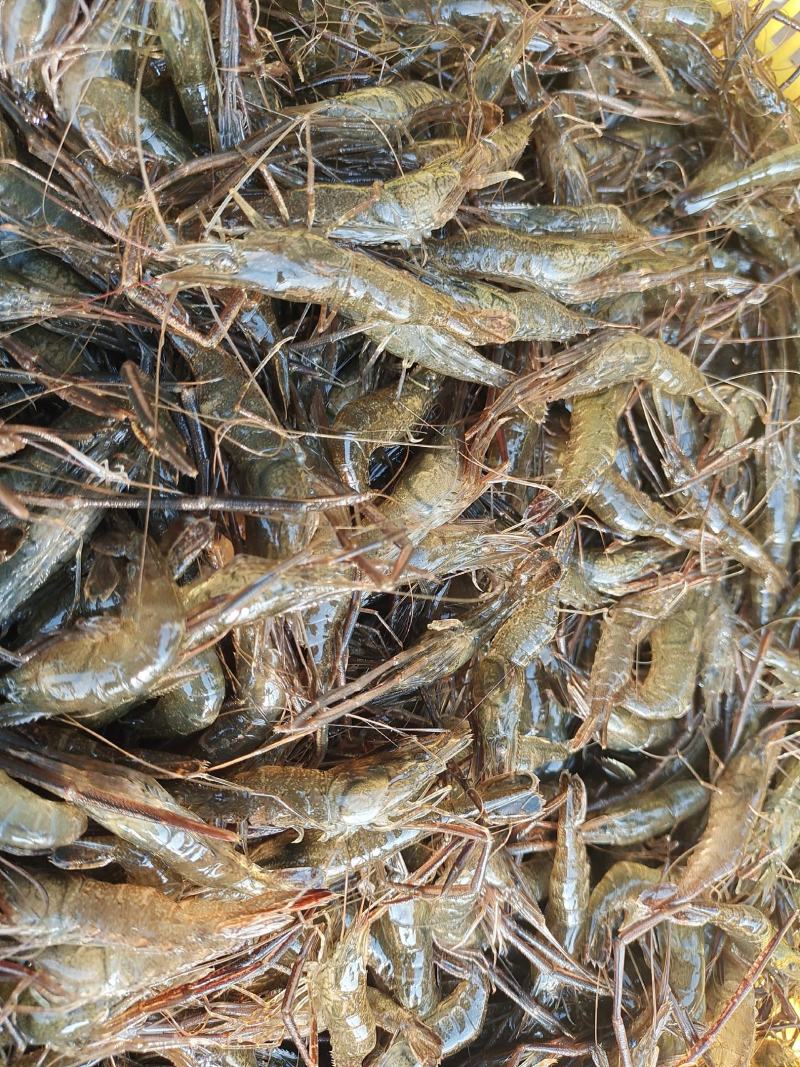 虾类精品大河虾送货上门服务