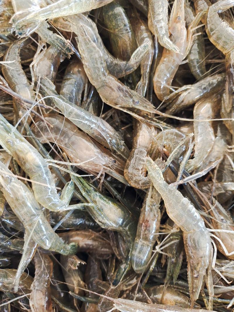 虾类精品大河虾送货上门服务