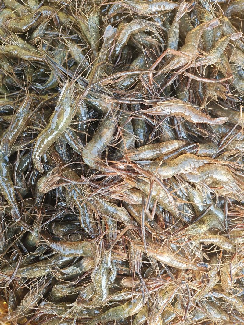 虾类精品大河虾送货上门服务
