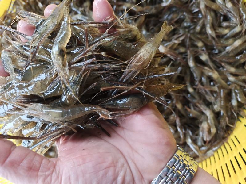 虾类精品大河虾送货上门服务