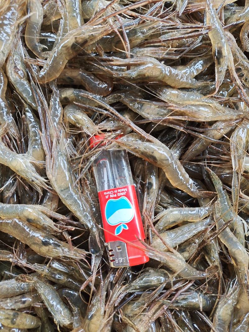 虾类精品大河虾送货上门服务