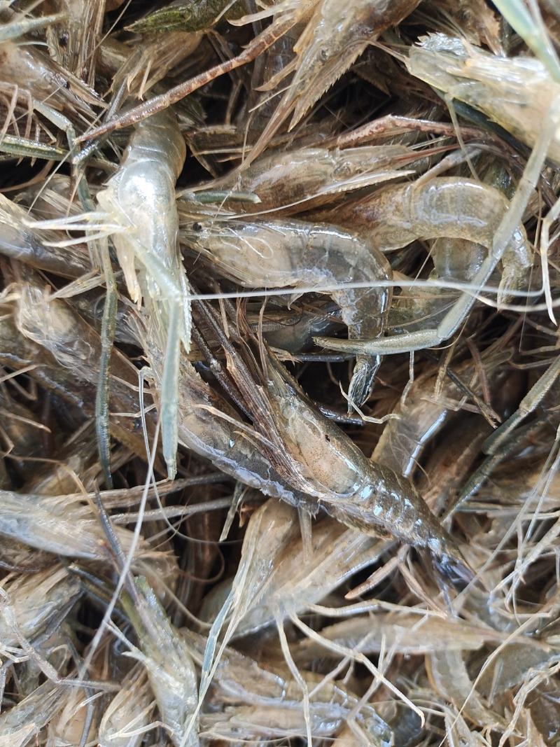 虾类精品大河虾送货上门服务