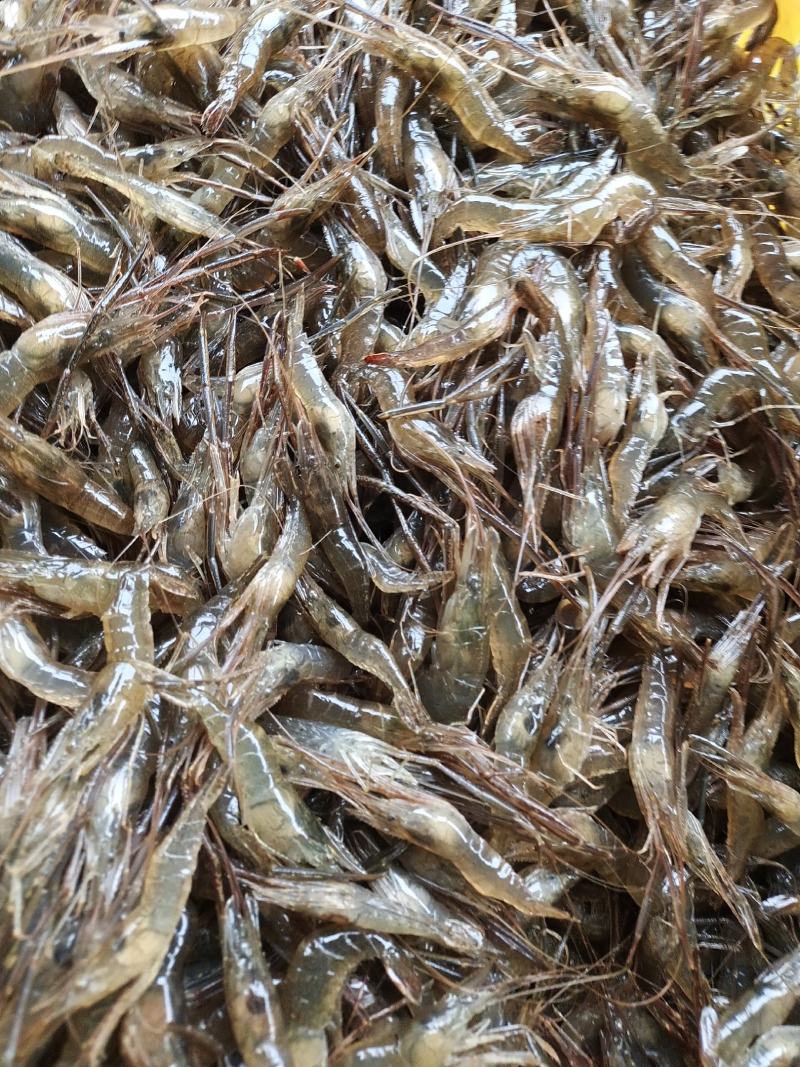 虾类精品大河虾送货上门服务