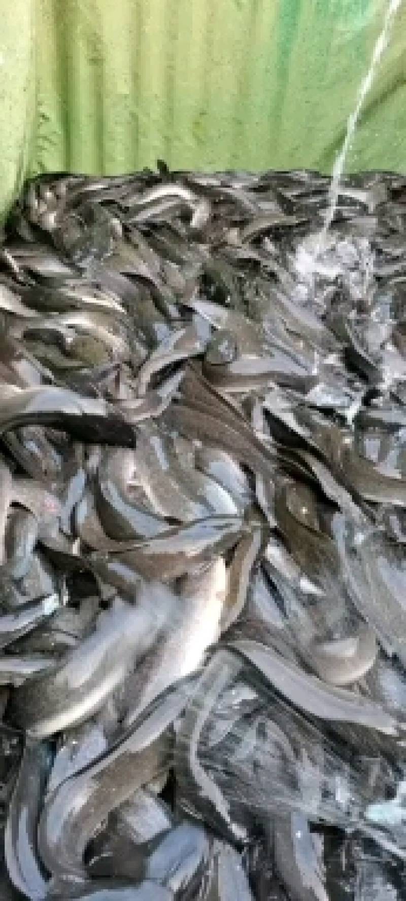 长期批发八胡鲶鱼八胡鲢鱼埃及鱼梭边鱼量大从优